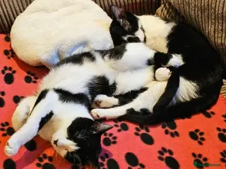 Mixed Breed cats Arlo and Roger - Advert 3