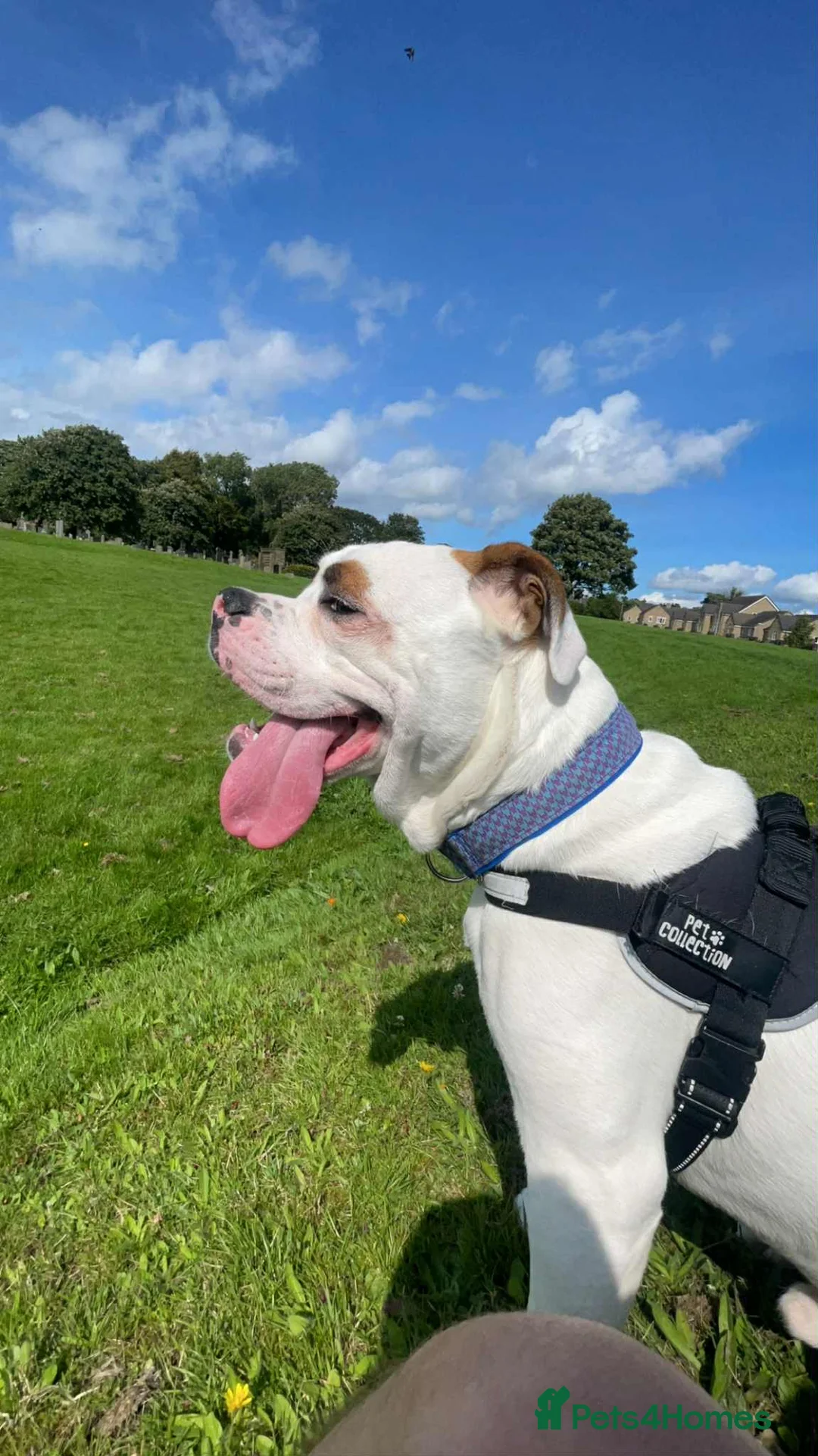 American Bulldog dogs for sale: Mr Stanley looking for new home  - Advert 2