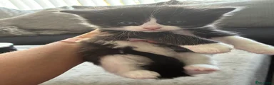 Mixed Breed 1