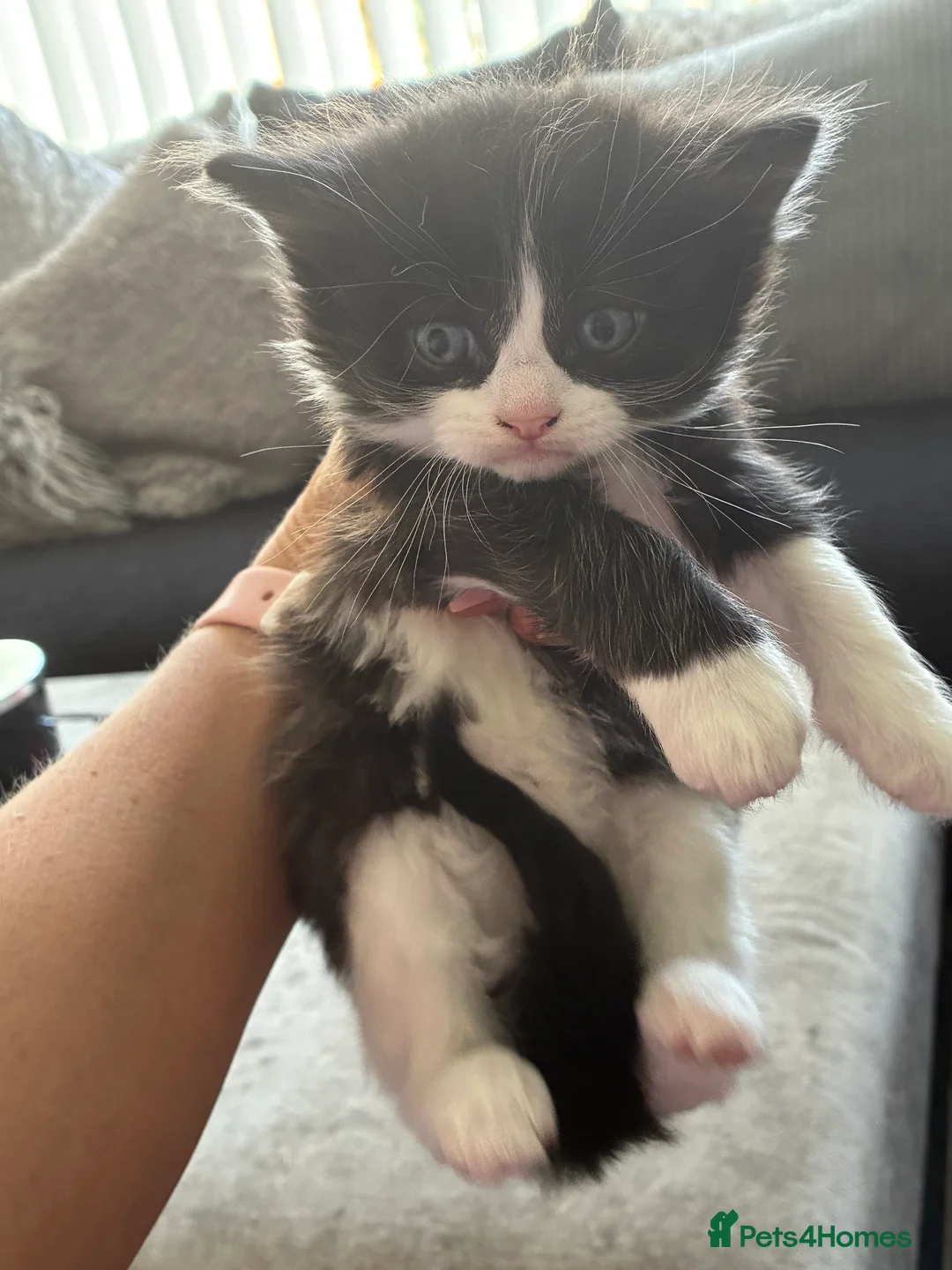 Mixed Breed cats for sale: Black and white long haired kittens  - Advert 9