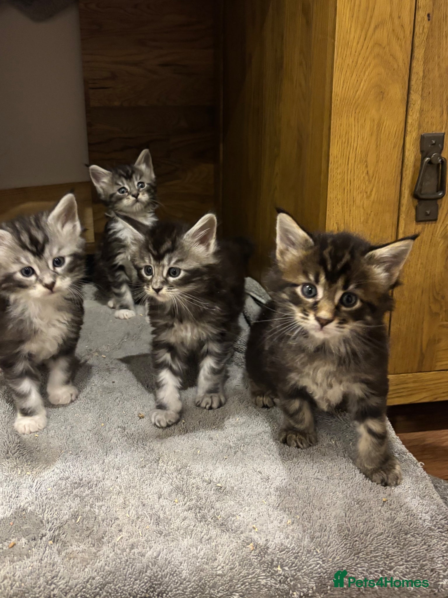 Maine Coon cats Beautiful chunky Maine Coon Kittens   - Advert 1