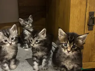 Maine Coon cats Beautiful chunky Maine Coon Kittens - Advert 1