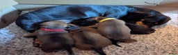 Dachshund dogs for sale: Smooth-haried standard dachshunds - Advert 14