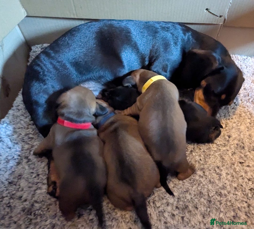Dachshund dogs for sale: Smooth-haried standard dachshunds - Advert 14