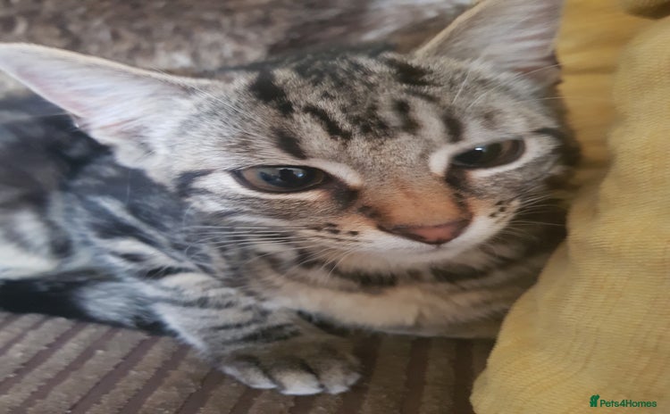 Bengal cats - Advert 6