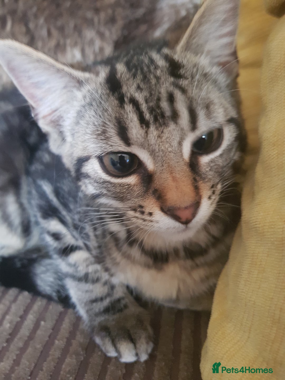Bengal cats for sale: 12 week old kitten - Image 1