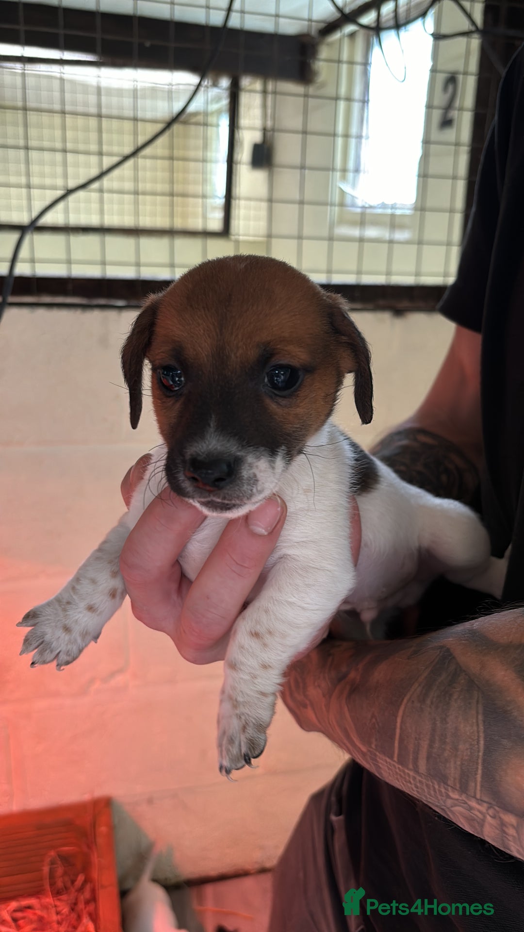 Jack Russell dogs for sale: Jack Russell puppy’s  - Image 7