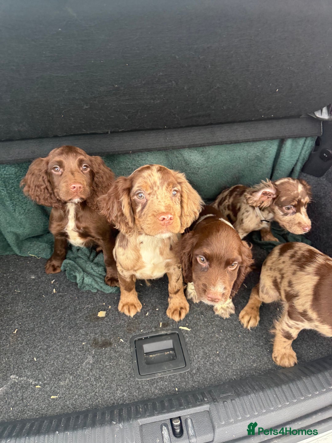 Cocker Spaniel dogs for sale: Cocker Spaniel Puppy’s (🍫Merle)  - Image 2