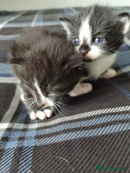 Mixed Breed cats  Bengal Cross kittens - Advert 12