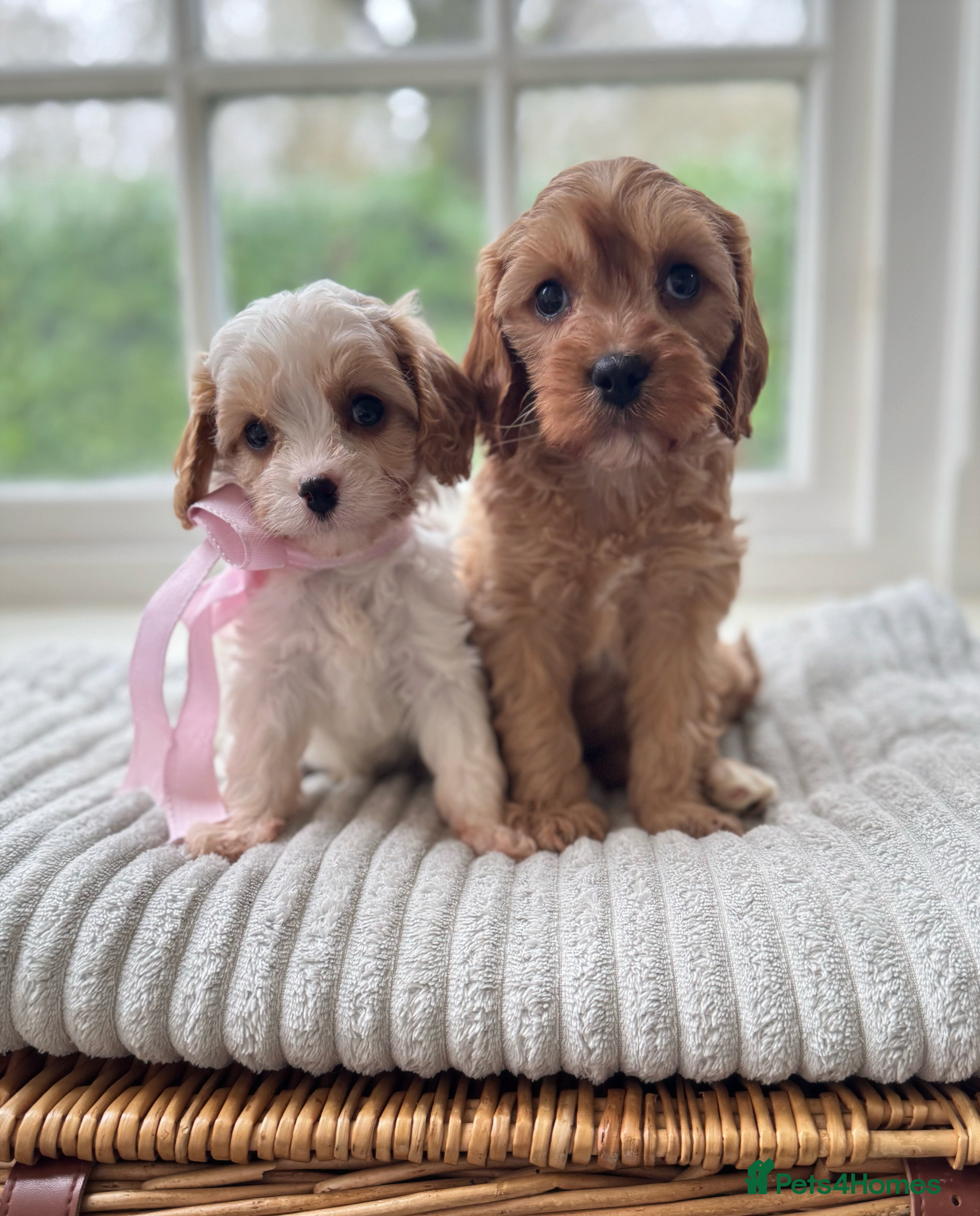 Cavapoo dogs Stunning F2 cavapoo health tested - Advert 9