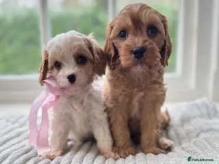 Cavapoo dogs Stunning F2 cavapoo health tested - Advert 9
