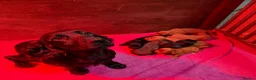 Cocker Spaniel dogs for sale: Working Cocker Pups Champion breeder  - Advert 4