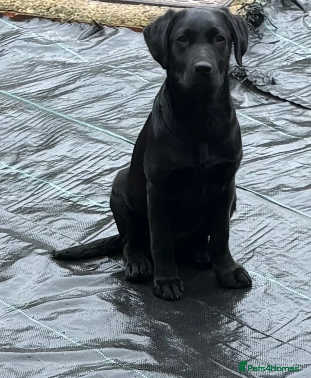 Labrador Retriever dogs for sale: 8 month old Labrador  - Advert 2