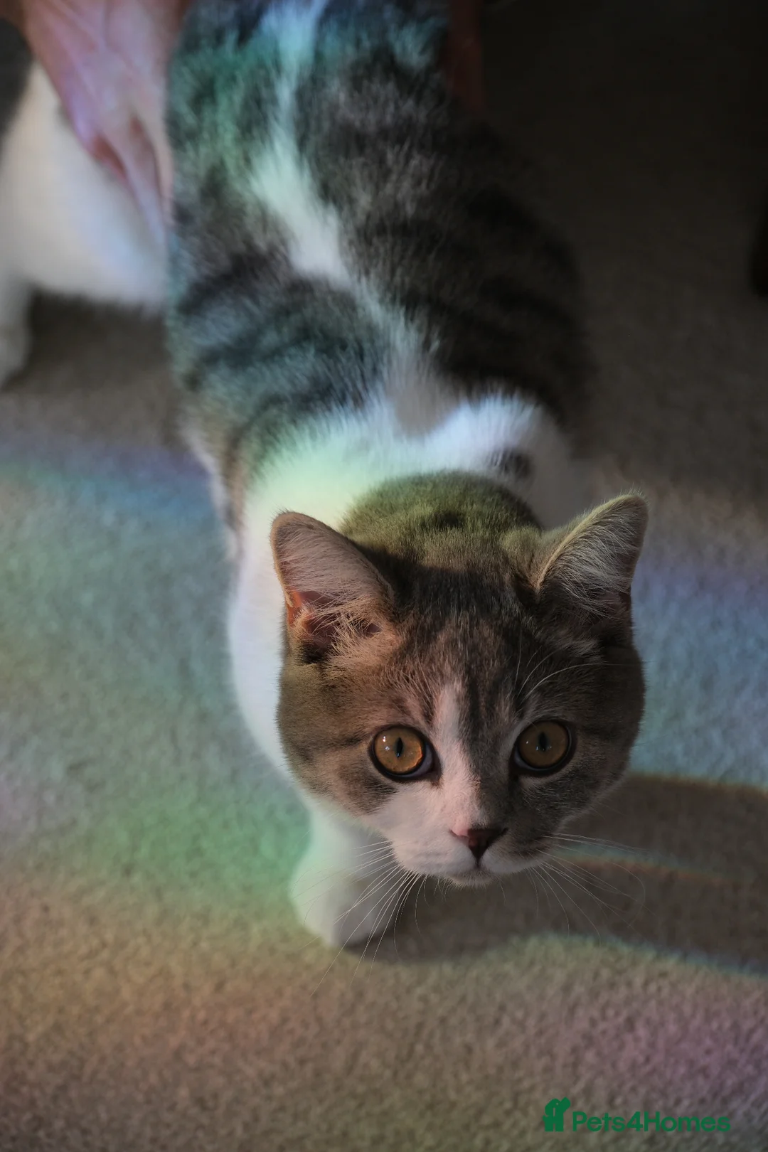 Mixed Breed cats for sale: Male Junior British Shorthair Mix - Advert 8