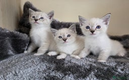 Ragdoll cats for sale: Ragdoll Cross kittens  - Image 7
