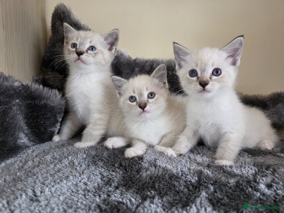 Ragdoll cats for sale: Ragdoll Cross kittens  - Image 7