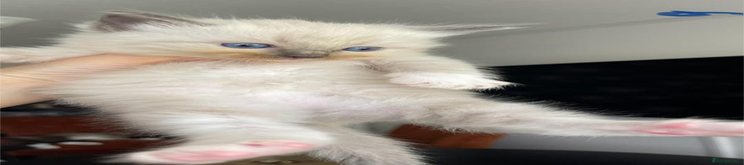 Ragdoll Kitten 1