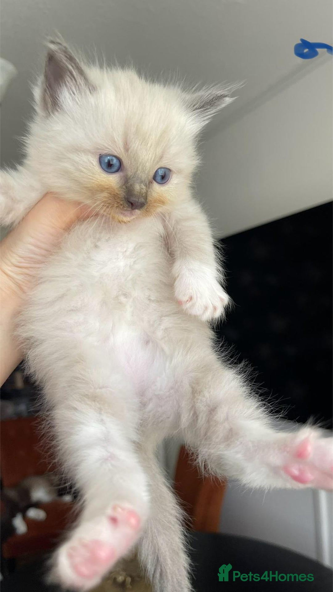 Ragdoll cats for sale: ragdoll kittens  - Image 2