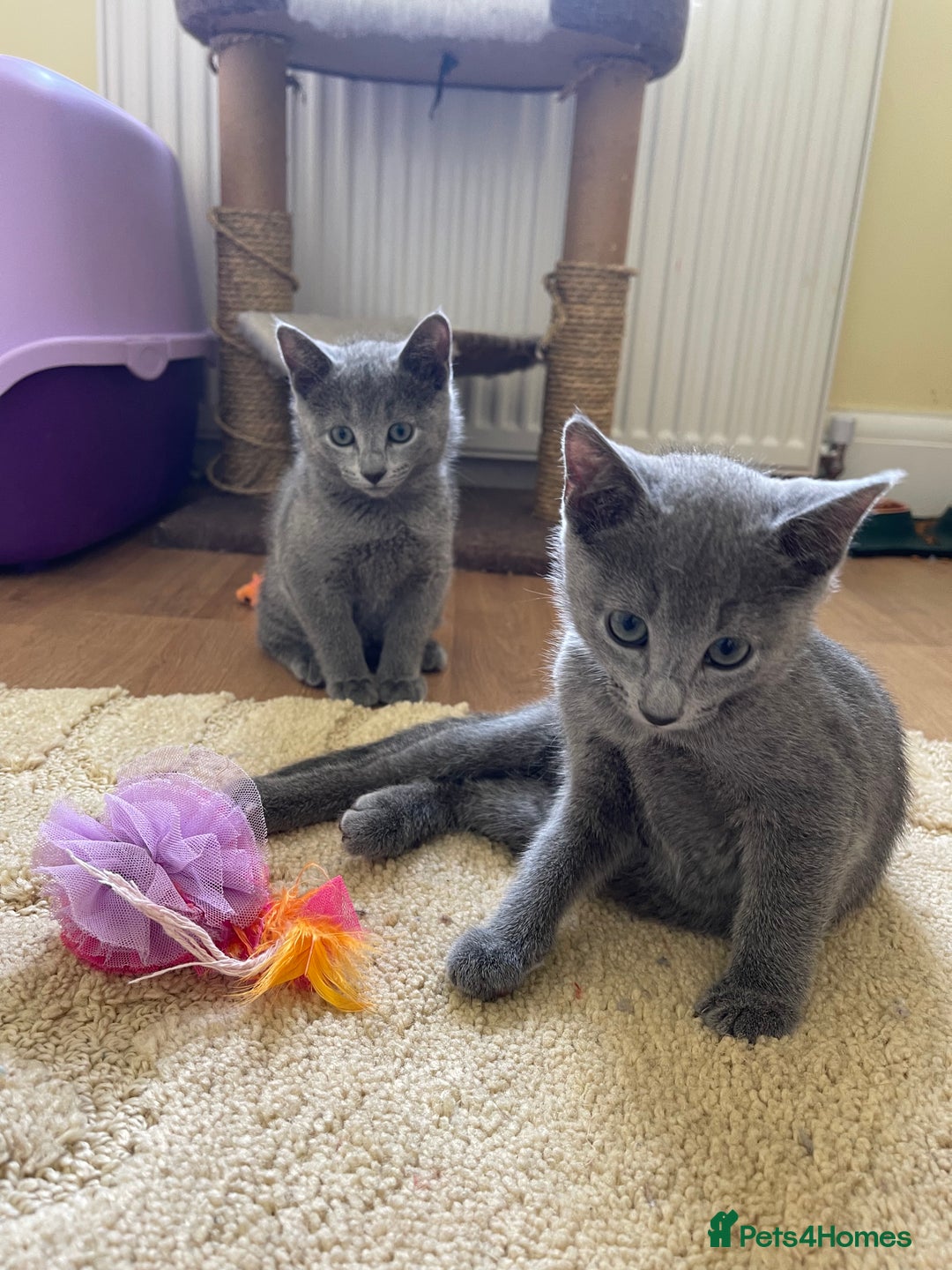 Russian Blue cats for sale: Gorgeous Russian Blue Kittens - Image 5