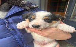 Border Collie dogs for sale: Welsh Red/Tri Coloured Collie Pups For Sale - Image 8