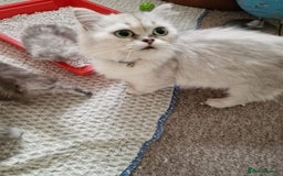 Persian cats for sale: Persian with Himalyan kitten  - Image 10