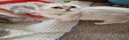 Persian cats for sale: Persian with Himalyan kitten  - Advert 10