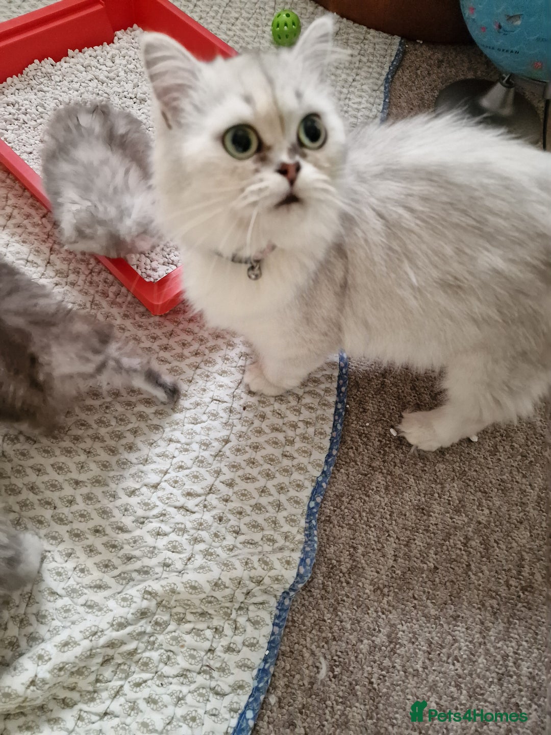 Persian cats for sale: Persian with Himalyan kitten  - Image 10
