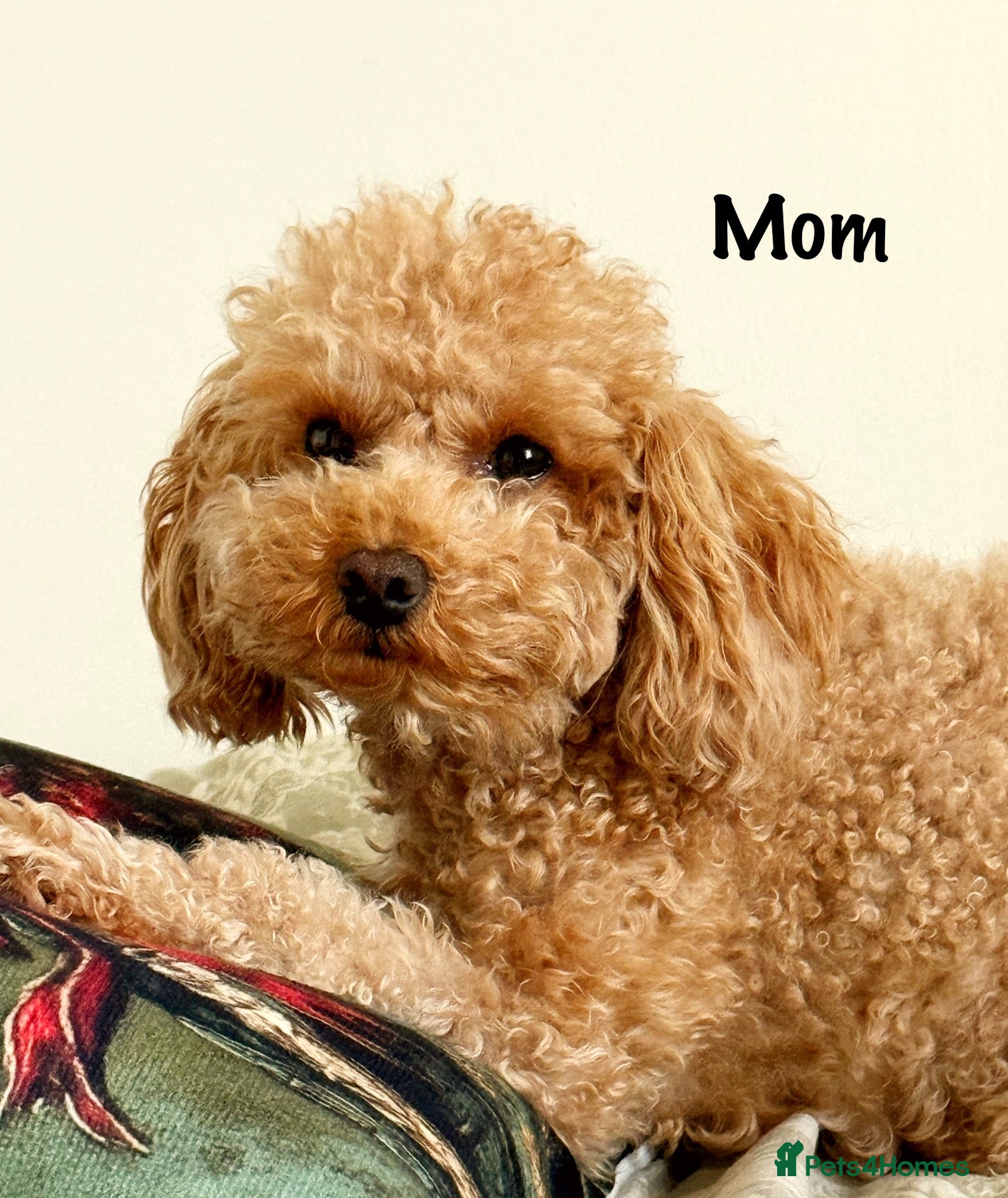 Toy Poodle dogs Last boy/ please read the description - Advert 2