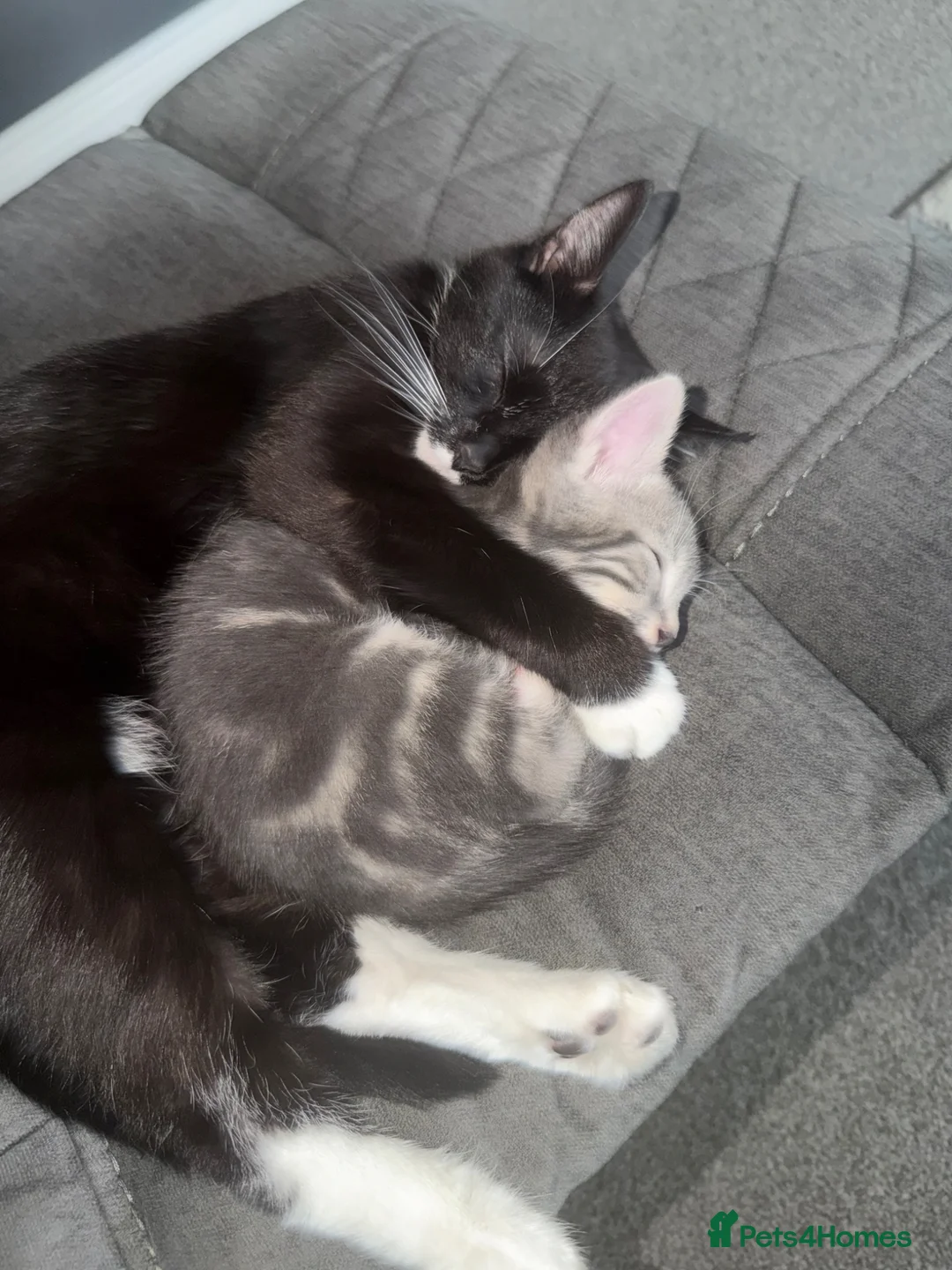 Mixed Breed cats for sale: FINAL BOY AVAILABLE - Advert 1