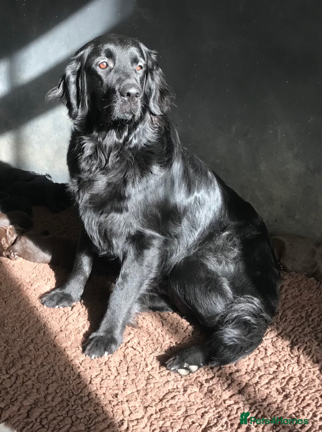 Flat coated Retriever dogs for sale: Flat coated x Golden Retriever puppies - Image 16