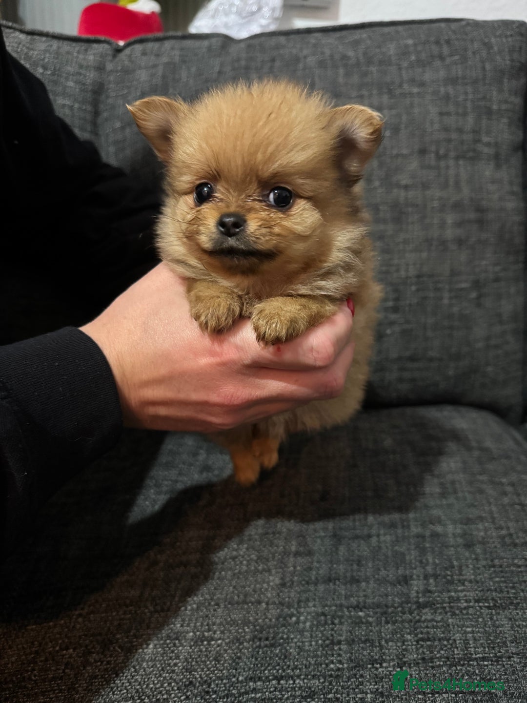 Pomchi dogs for sale: Pomeranian puppy’s  - Advert 15