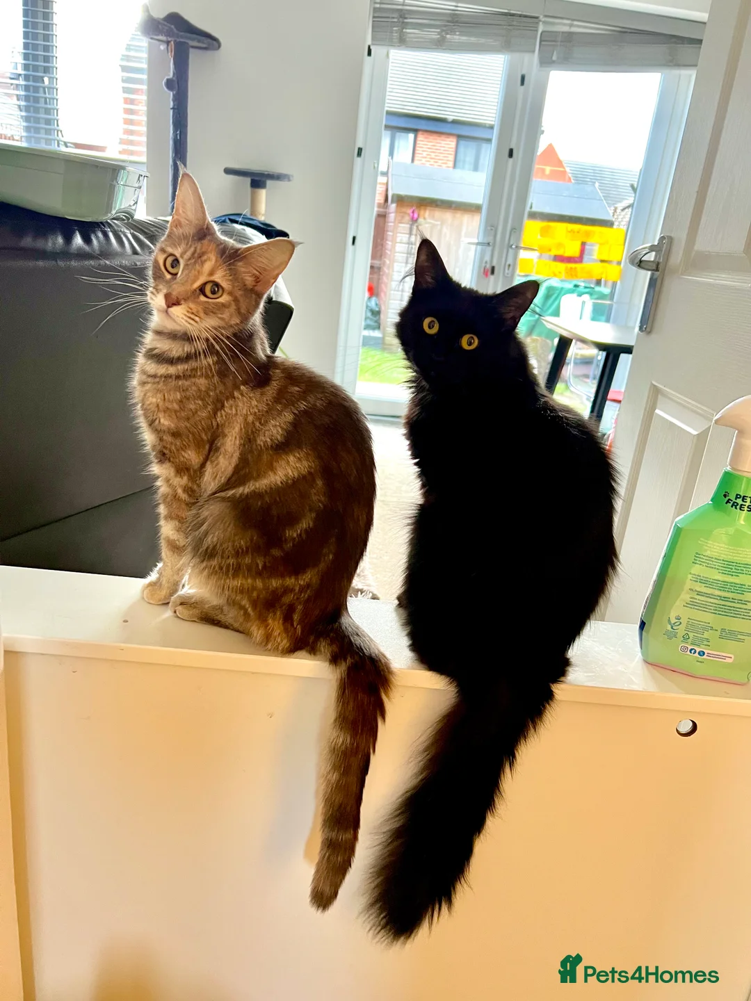 Mixed Breed cats for sale: kittens ready for a new home. - Advert 1