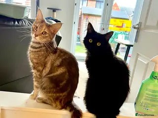 Mixed Breed cats kittens ready for a new home. - Advert 1