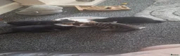 Mixed Breed cats for sale: 4 kittens for sale  - Advert 2
