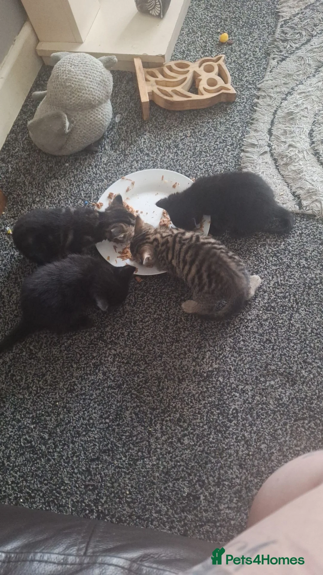 Mixed Breed cats for sale: 4 kittens for sale  - Advert 2
