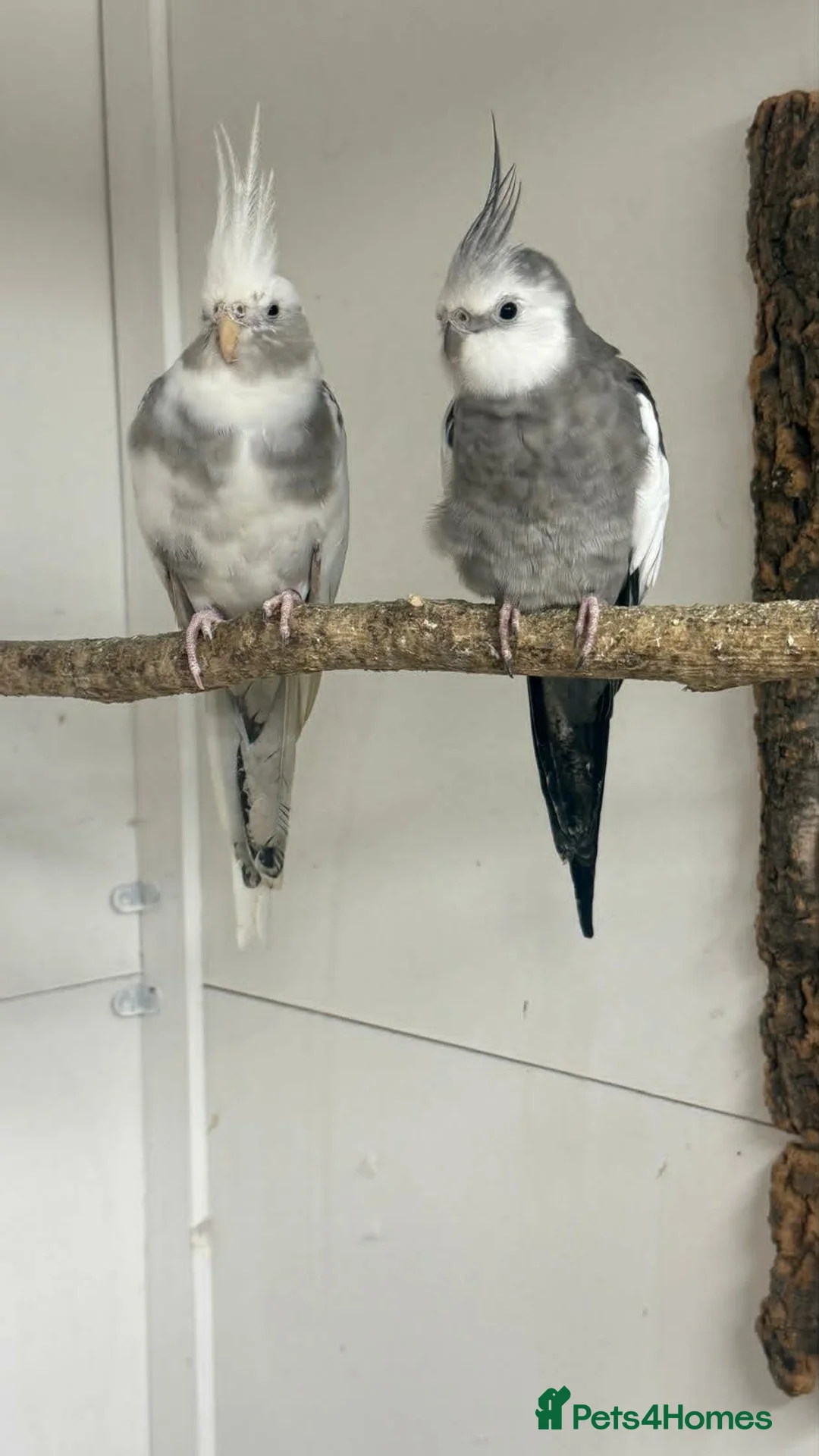 Mixed Breed birds for sale: Aviary Birds - Advert 2