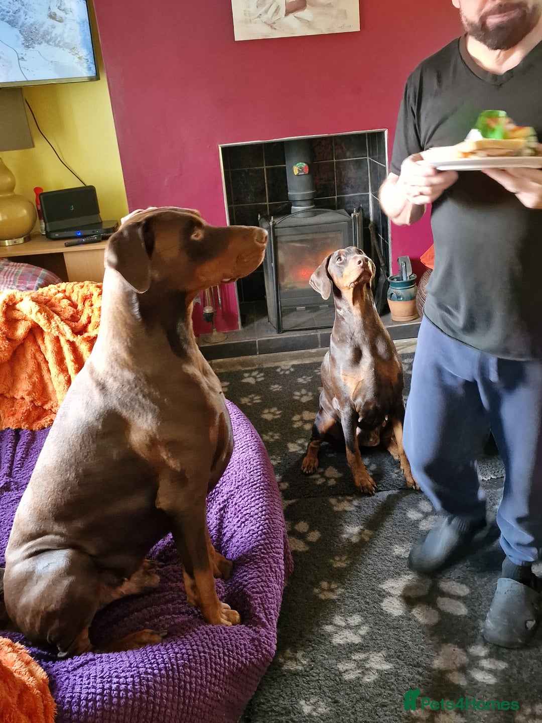 Dobermann dogs for sale: *HEALTH TESTED,HOME REARED,STUNNING DOBERMAN PUPS - Image 33