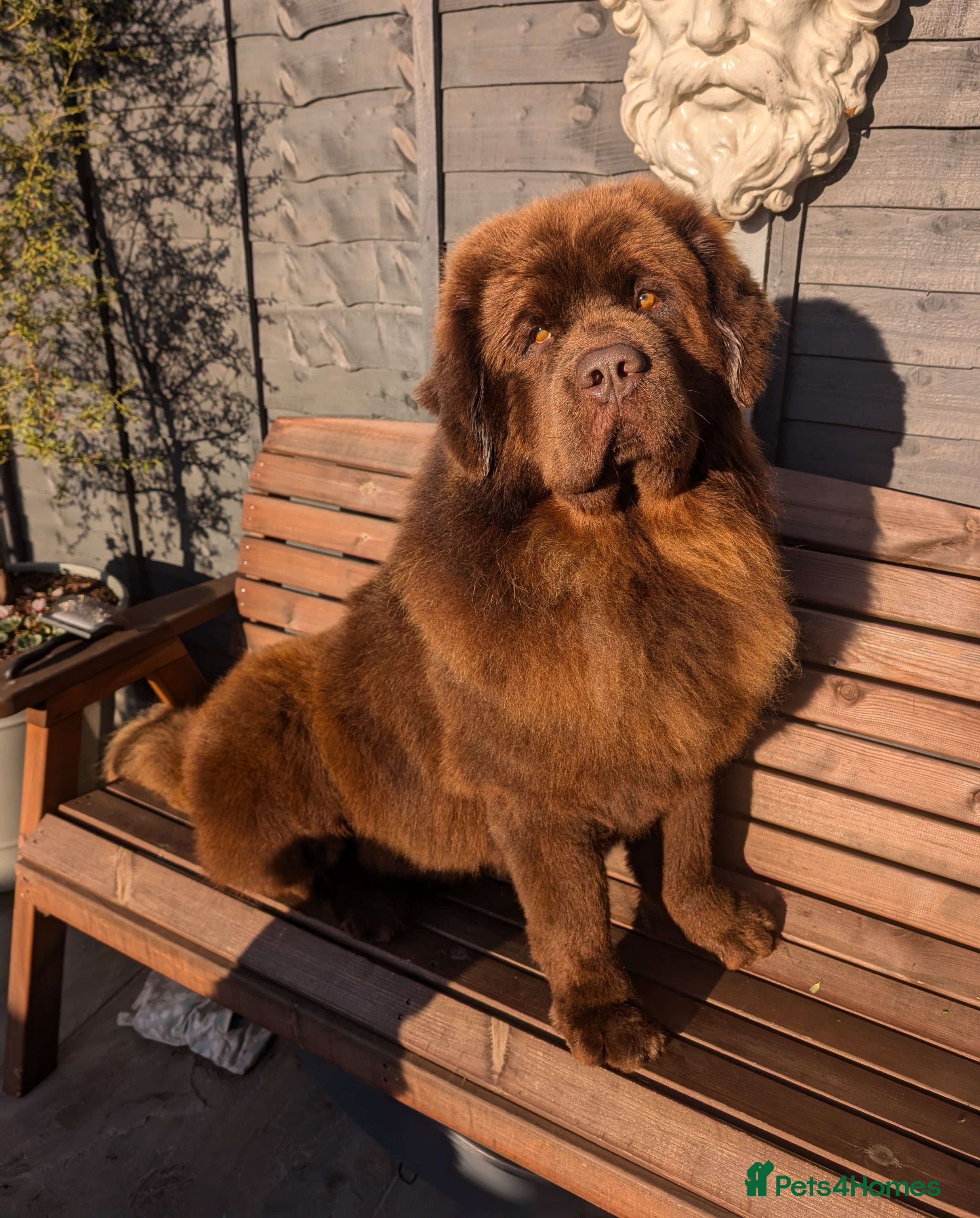 Brown Newfoundland Purebred Newfoundland Poodle Newfoundland Dog