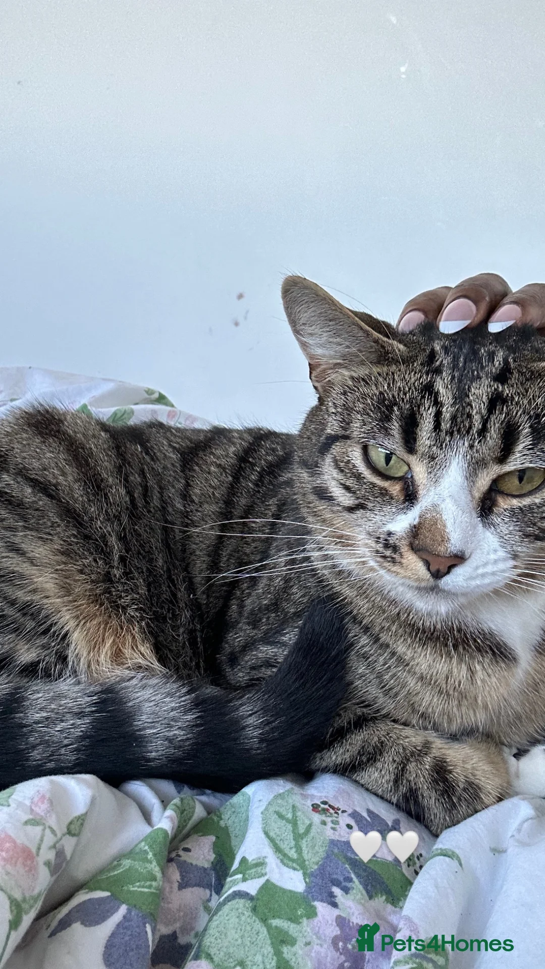 Mixed Breed cats for sale: Miles - Bengal/Tabby Cat for Sale (Rehoming£  in Nottingham - Advert 1
