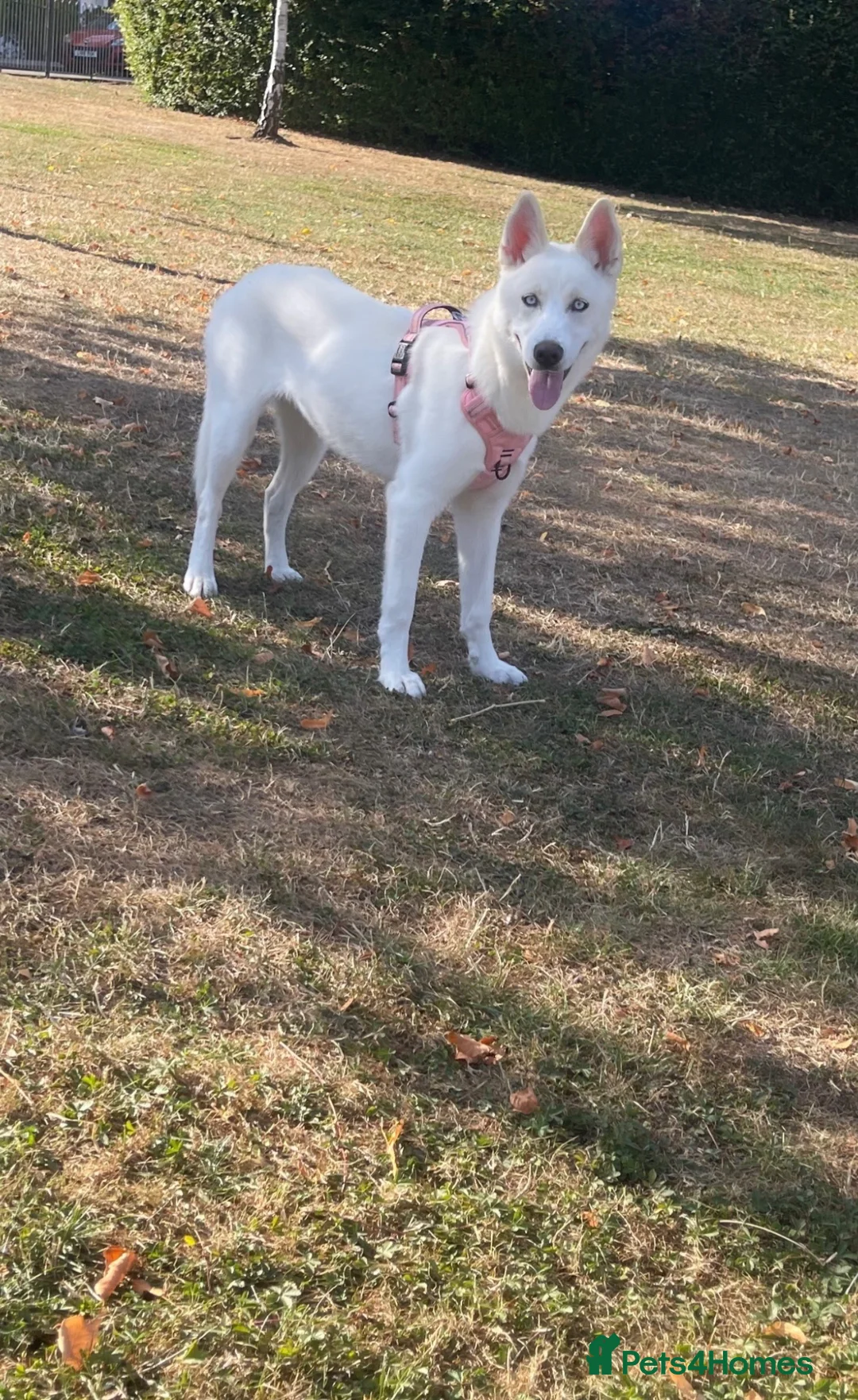 Siberian Husky dogs for sale: 1 year old female husky for sale!!  - Advert 2