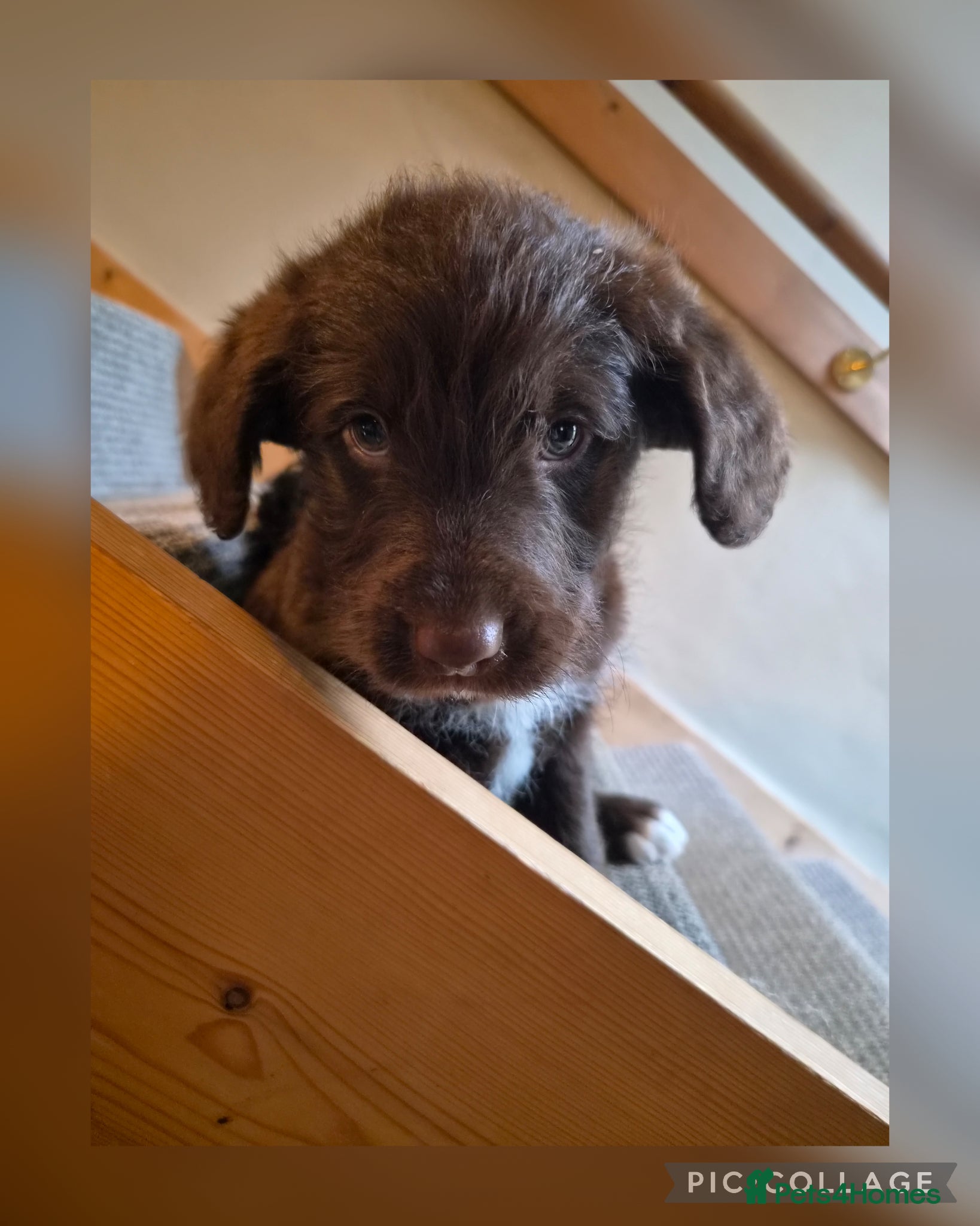 Bordoodle dogs Bordoodles (collie x poodle) - Advert 2