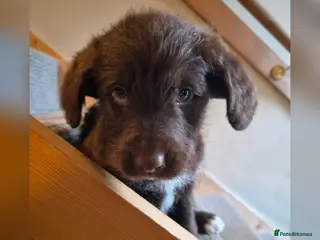 Bordoodle dogs Bordoodles (collie x poodle) - Advert 2