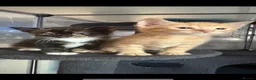 Mixed Breed cats for sale: 1 male 1 female available  - Advert 3