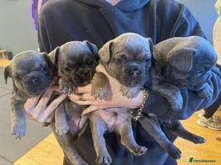 French Bulldog dogs Fluffy French bulldog puppies - Advert 6
