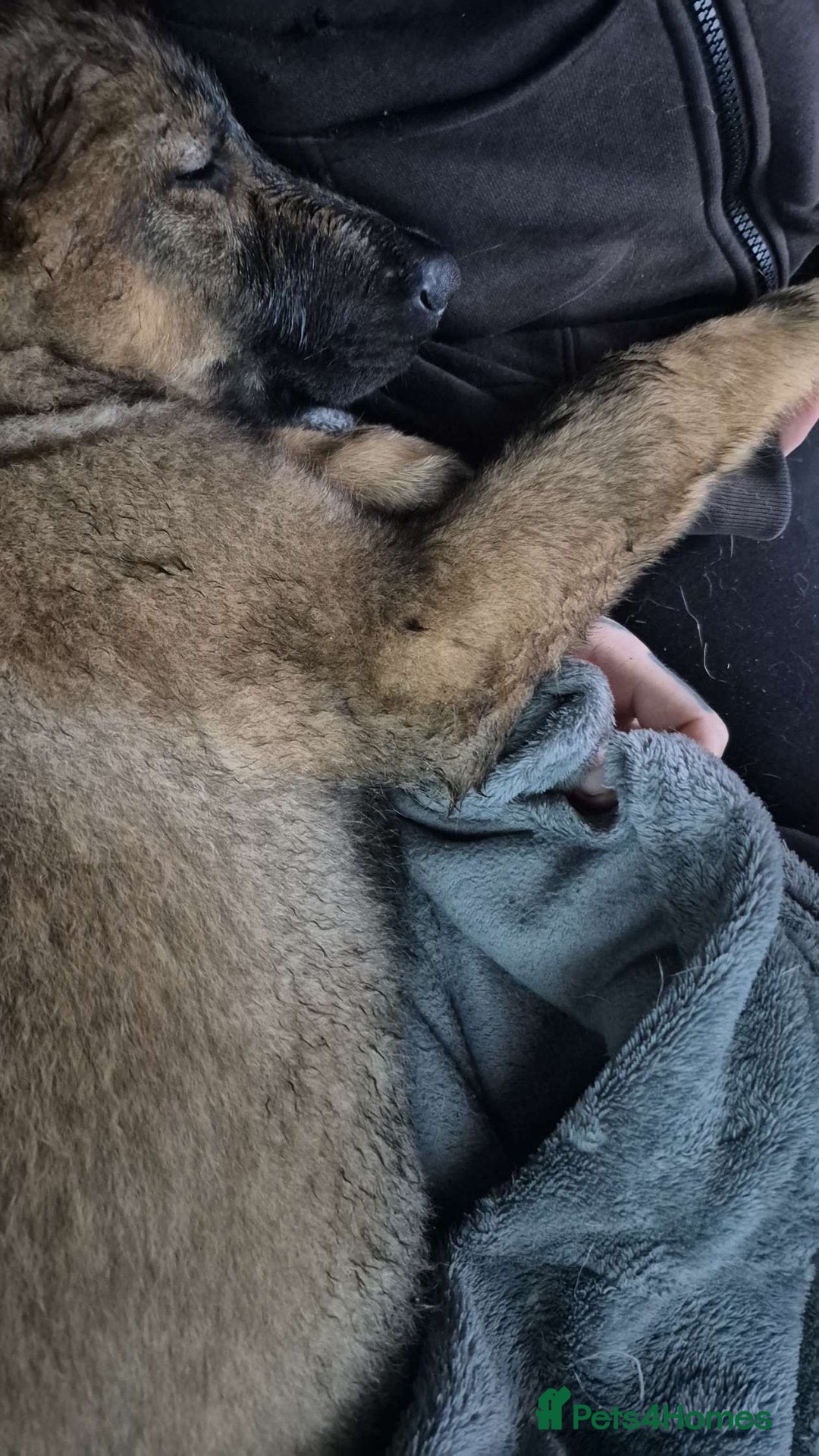 Belgian Shepherd Dog dogs for sale: Belgium Malinois - Advert 5