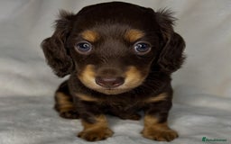 Miniature Dachshund dogs for sale: 🤍🐾🐻 READY TO GO 1ST SEPTEMBER 🐻🐾🤍 - Image 2
