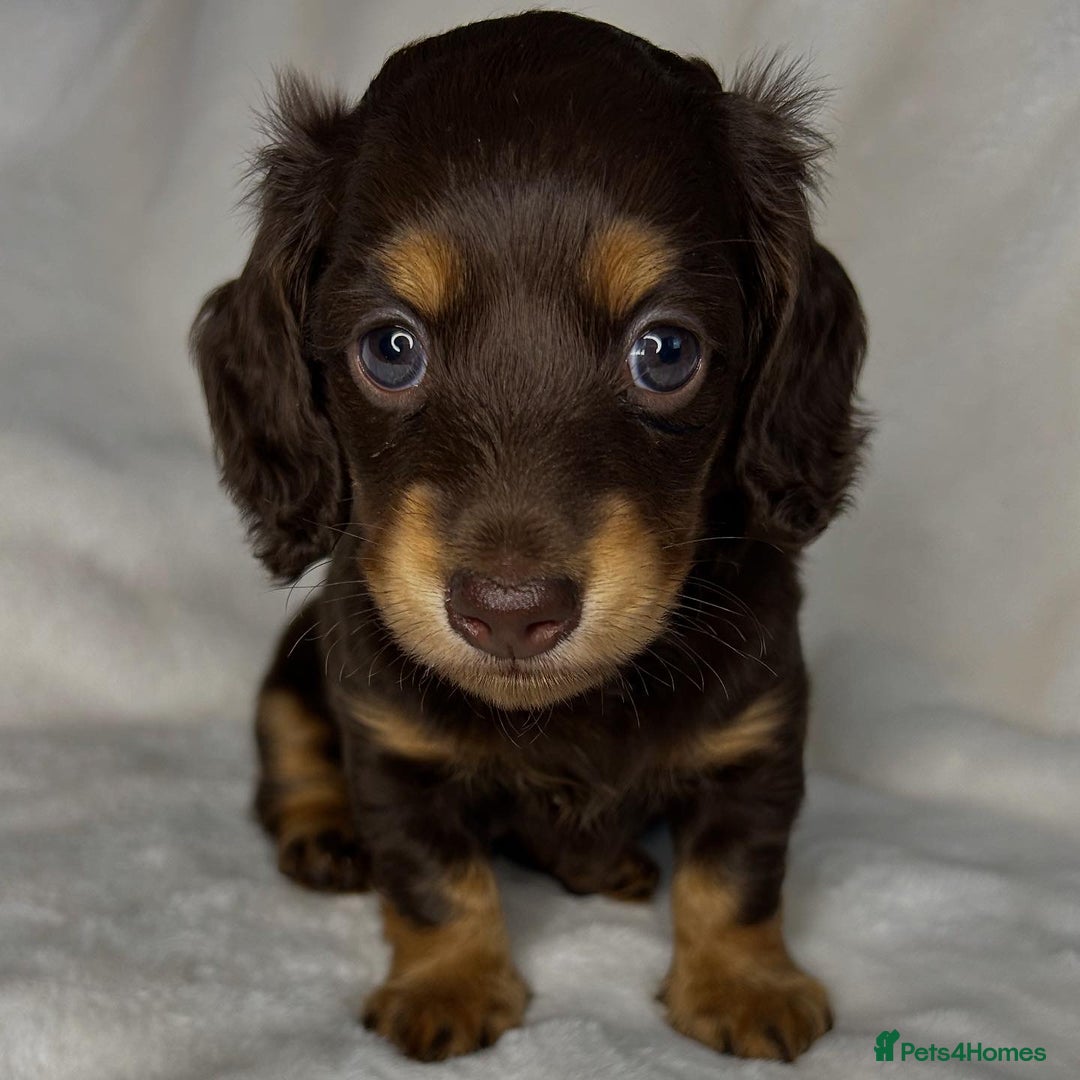 Miniature Dachshund dogs for sale: 🤍🐾🐻 READY TO GO 1ST SEPTEMBER 🐻🐾🤍 - Image 2