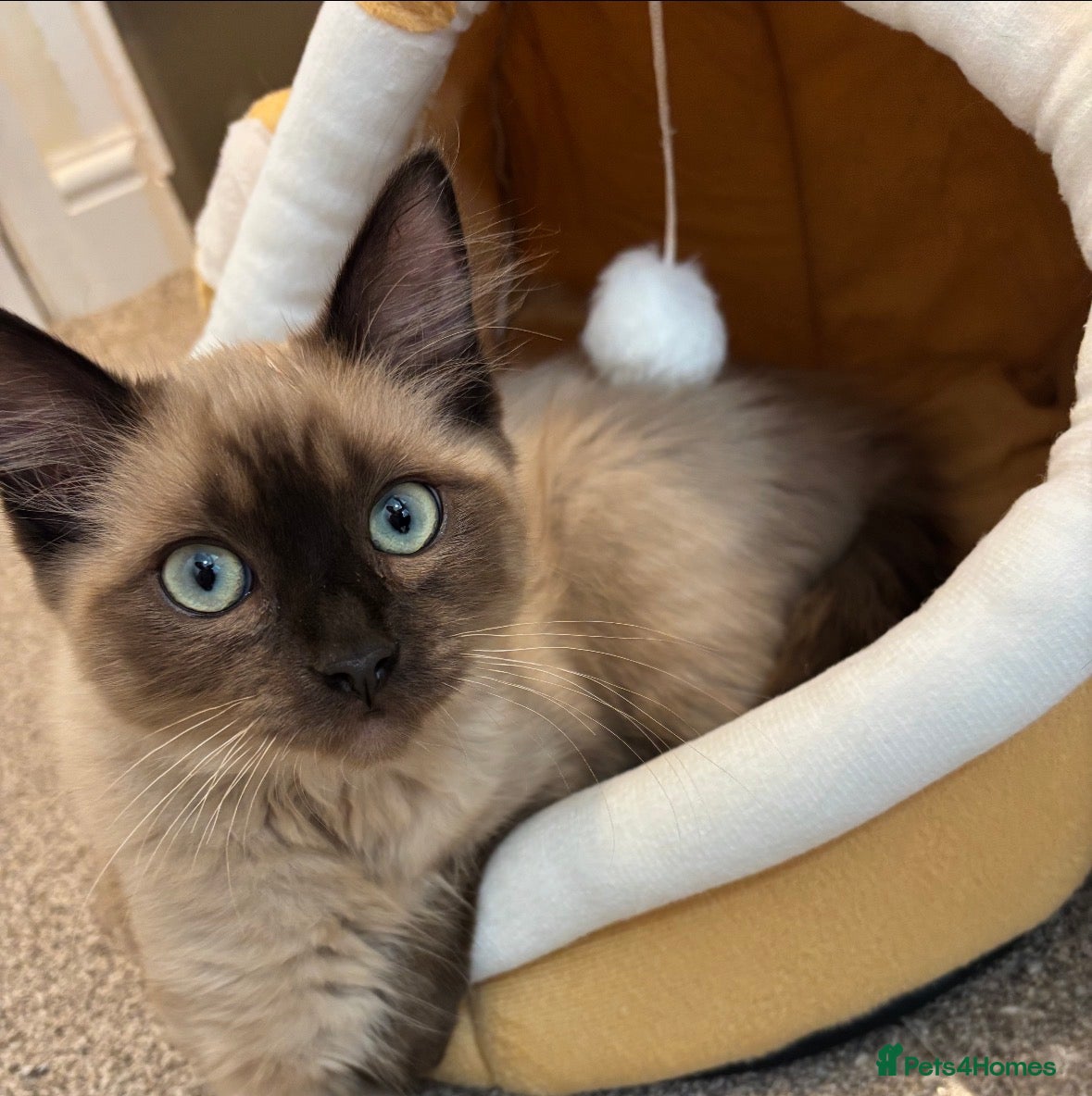 Ragdoll cats Ragdoll boy - Advert 15