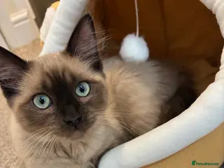 Ragdoll cats Ragdoll boy - Advert 15