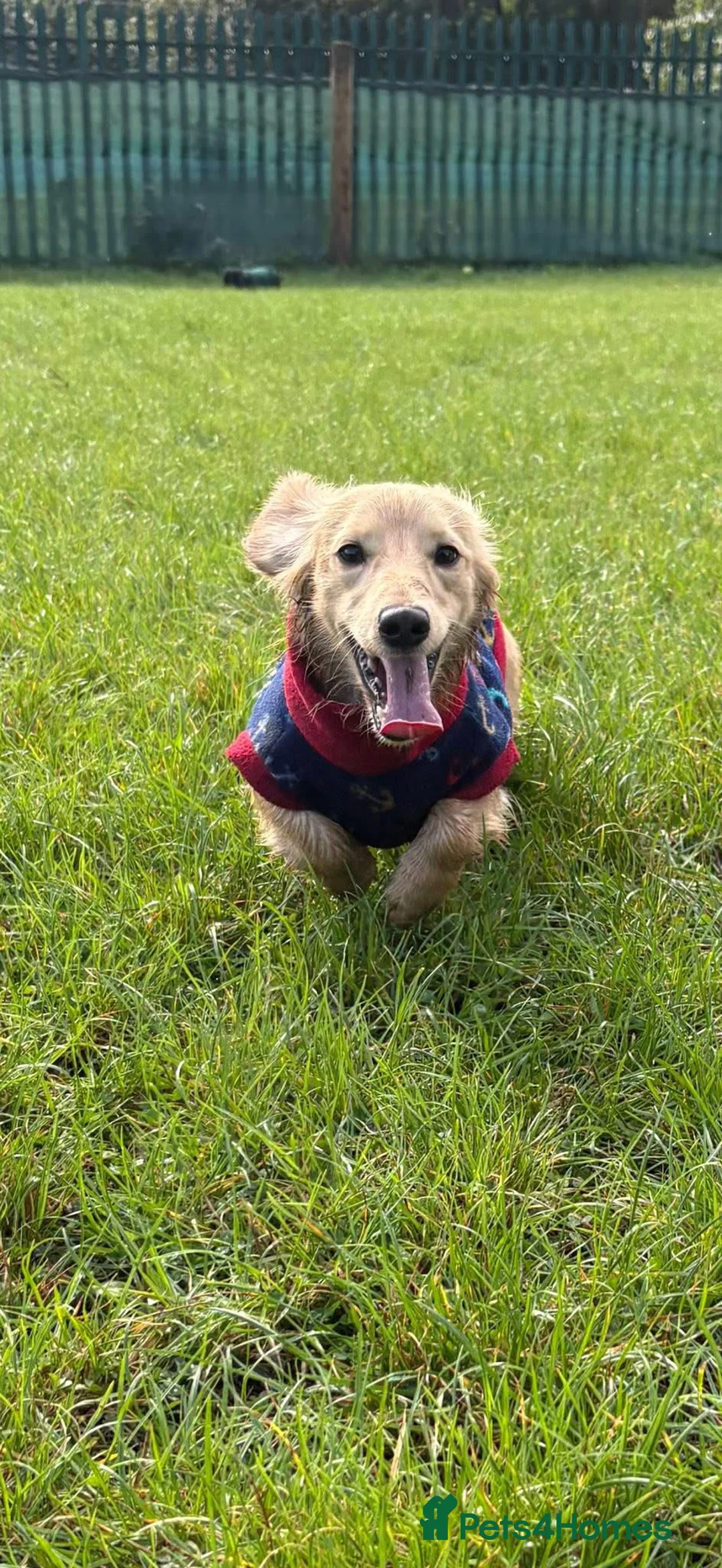 Dachshund dogs for stud: Cream longhair mini dachshund kc reg stud  - Advert 6